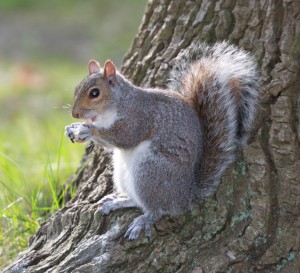 Squirrel